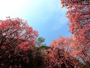 成都40天，一场漫长的秋日守望