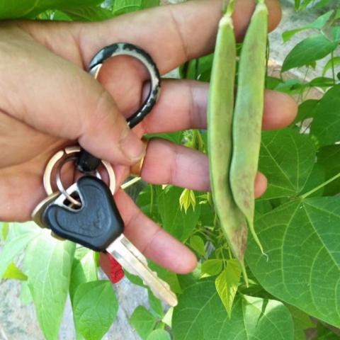 寿光天气,一片绿叶背后的风云变幻 寿光天气,一片绿叶背后的风云变幻
