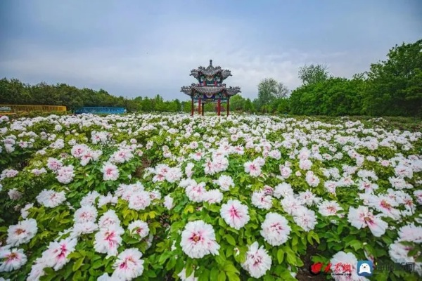 山东菏泽天气,四季分明,风土人情中的自然脉动 山东菏泽天气,四季分明,风土人情中的自然脉动