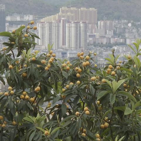 大兴的天气,不只是一种气候,更是一种生活 大兴的天气,不只是一种气候,更是一种生活