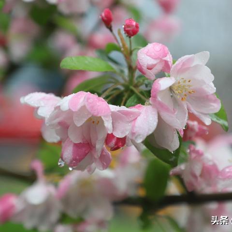 石家庄一周天气预报,气温起伏如坐过山车,周末或将迎来春雨 石家庄一周天气预报,气温起伏如坐过山车,周末或将迎来春雨